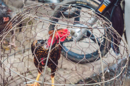 Chicken sold in the Vietnamese market. Asian food concept.の写真素材