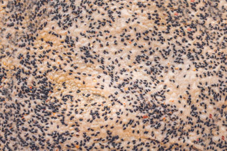 The Vietnamese Sesame Rice Cracker is called Banh Da and is made of tapioca flour, rice flour, salt, and sprinkled with black sesame seeds.の写真素材