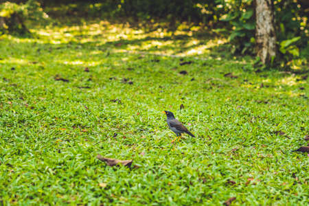 The bird with yellow legs and a yellow beak on a green lawn.