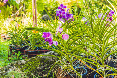 A Beautiful purple and pink Orchids flower on a branch hanging in the air.