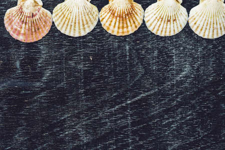 Background of shells of scallops on an old wooden background. Sea concept.の写真素材