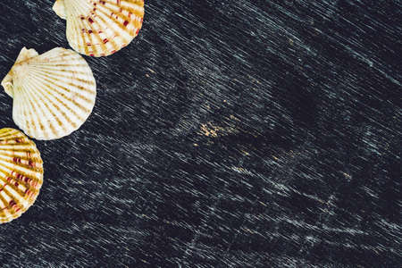 Background of shells of scallops on an old wooden background. Sea concept.の写真素材