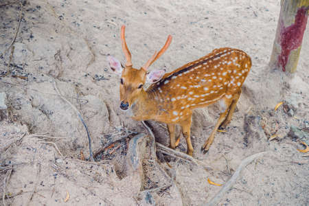 Deer in the summer in the forest.の写真素材