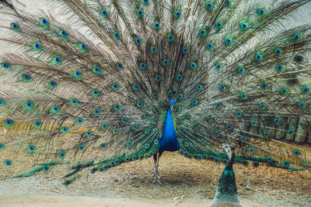 Peacock spreading the beautiful fluffy tail in the parkの写真素材