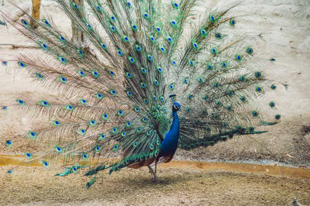 Peacock spreading the beautiful fluffy tail in the parkの写真素材