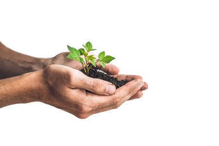 Hands holding young green plant, Isolated on white. The concept of ecology, environmental protection.の写真素材