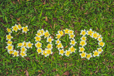 The inscription of a good morning on the grass. Flowers frangipani.の写真素材
