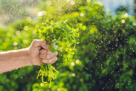 Hand holding Cilantro in the farm And splashing water Sunrise.の写真素材