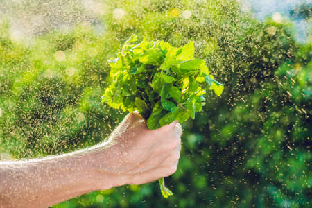 A bunch of mint in hand and a splash of water against the green background.の写真素材