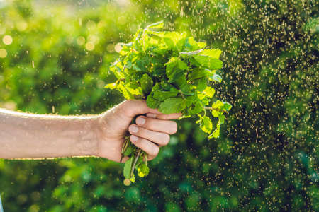 A bunch of mint in hand and a splash of water against the green background.の写真素材