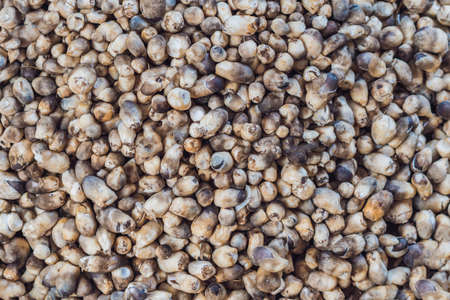 Mushrooms in the Vietnamese market. Asian cuisine concept.の写真素材