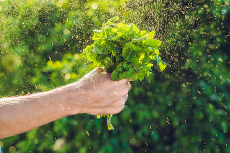 A bunch of mint in hand and a splash of water against the green background.の写真素材