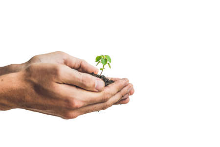 Hands holding young green plant, Isolated on white. The concept of ecology, environmental protection.の写真素材