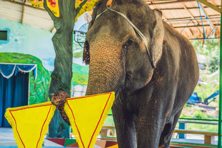 The elephant holds a yellow tissue of a copy of the space.の写真素材