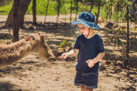 Little boy feeding deer in farm. Closeup.の写真素材