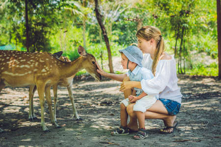 Mother and son feeding beautiful deer from hands in a tropical Zoo.の写真素材