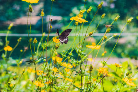 Butterfly on a tropical flower in a butterfly park.の写真素材
