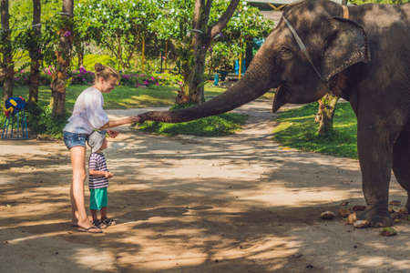 Mom and son feed the elephant in the tropics.の写真素材