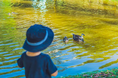 the little boy standing on the bank of the lake and looking at floating ducks.の写真素材