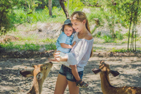 Mother and son feeding beautiful deer from hands in a tropical Zoo.の写真素材