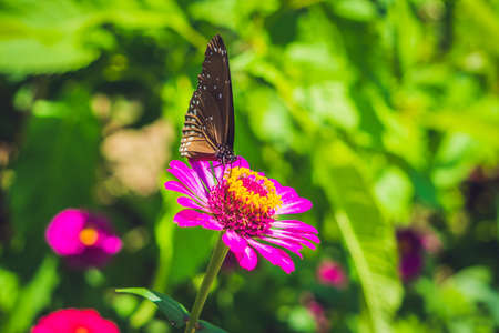 Butterfly on a tropical flower in a butterfly park.の写真素材