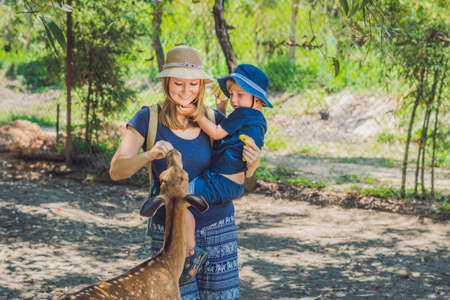 Mother and son feeding beautiful deer from hands in a tropical Zoo.の写真素材