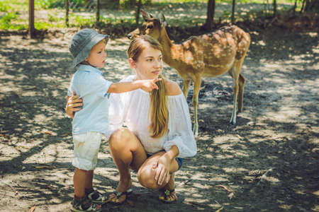 Mother and son feeding beautiful deer from hands in a tropical Zoo.の写真素材