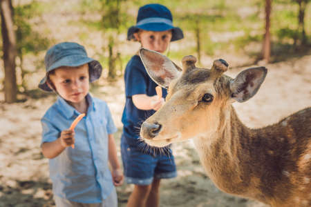 Little boy feeding deer in farm. Closeup.の写真素材