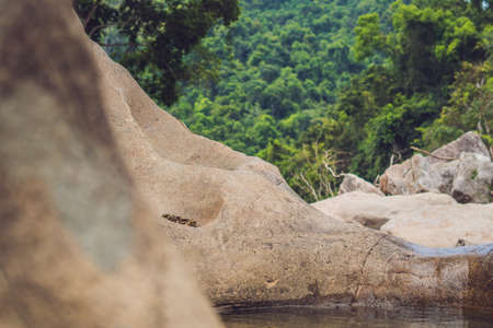 Smooth rocks and pond on a tropical forest background.