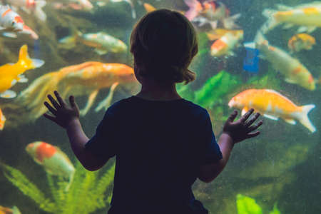 Silhouette of a boy looking at fish in the aquarium.の写真素材