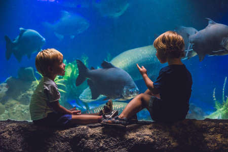 Two boys look at the fish in the aquarium.の写真素材