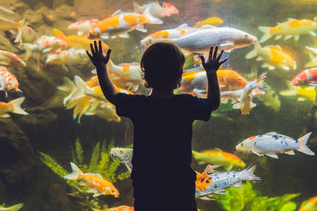 Silhouette of a boy looking at fish in the aquarium.の写真素材