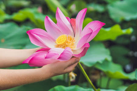 picture of beautiful woman Red-haired with lotus flower in hand.