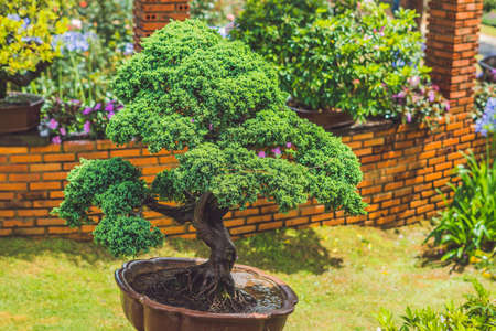 The abundance of tropical plants in the garden.の写真素材