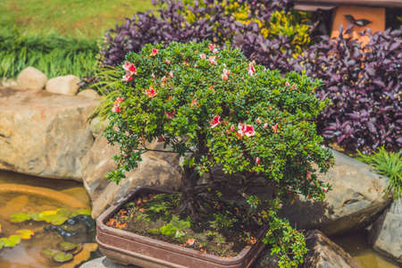 The abundance of tropical plants in the garden.