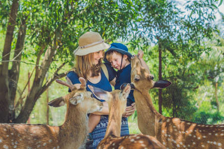 Mother and son feeding beautiful deer from hands in a tropical Zoo.の写真素材