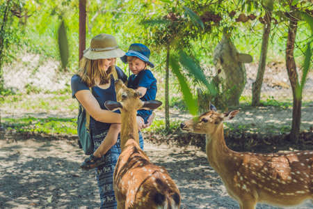 Mother and son feeding beautiful deer from hands in a tropical Zoo.の写真素材