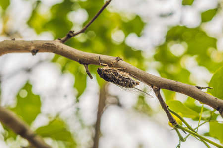 Cicada Bug. Cicada insect. Cicada Macro. Cicada stick on tree at the park of Vietnam.の写真素材