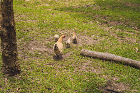 Closeup of a mother chicken with its baby chicks in grass.の写真素材
