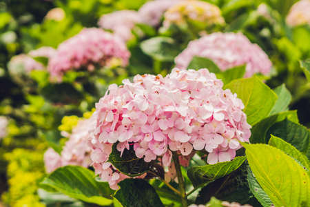 Branch of light Pink hydrangea flowers blooming in the garden