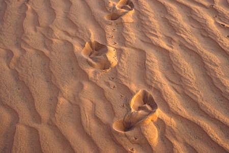 Footprints in the sand in the red desert at Sunrise.の写真素材