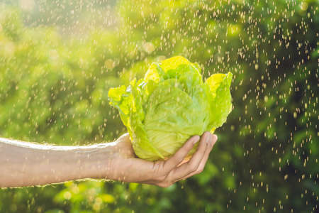 Bunch of lettuce in a hand of a man with a splashes of water in air.の写真素材