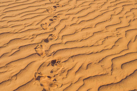 Footprints in the sand in the red desert at Sunrise.の写真素材