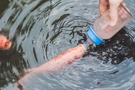 Feeding fishes from baby bottles. Koi carps.の写真素材