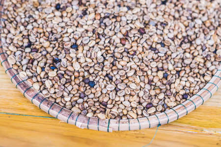 civet coffee ,Kopi Luwak ,Weasel coffee ,raw material for rarest most expensive coffee in world Kopi Luwak producing in Bali, Indonesia, Vietnam, Philippines and Thailand.の写真素材