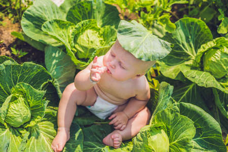 A baby sitting among the cabbage. Children are found in cabbage.の写真素材