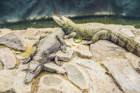 Two crocodiles lies by the river at the zoo.の写真素材