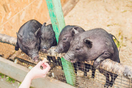 Little black pigs stand on a wooden fence on a farm.の写真素材