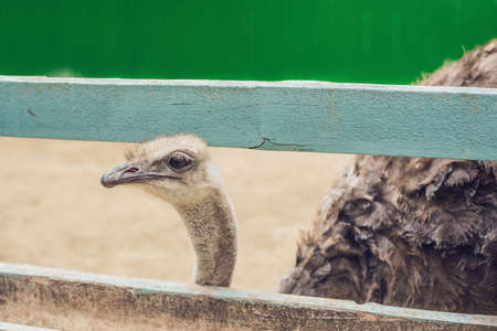 Ostriches in the paddock of the farm. Ostriches on the farm.の写真素材
