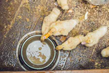 Ducks drink water on the farm. View from above.の写真素材